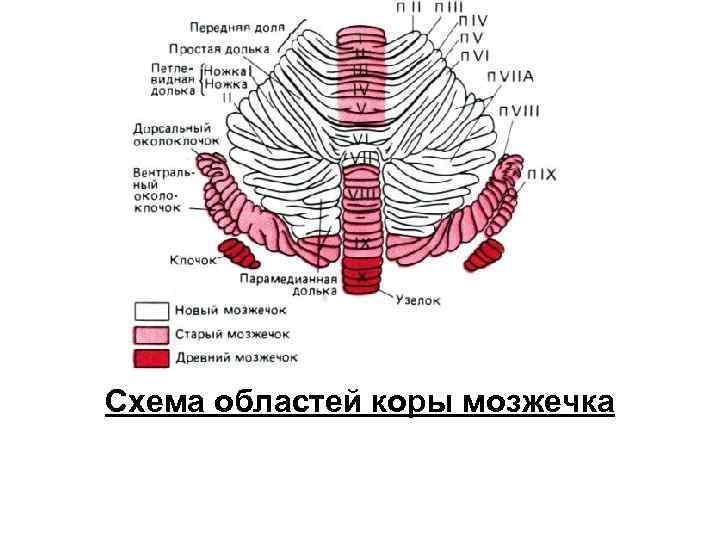 Схема областей коры мозжечка 