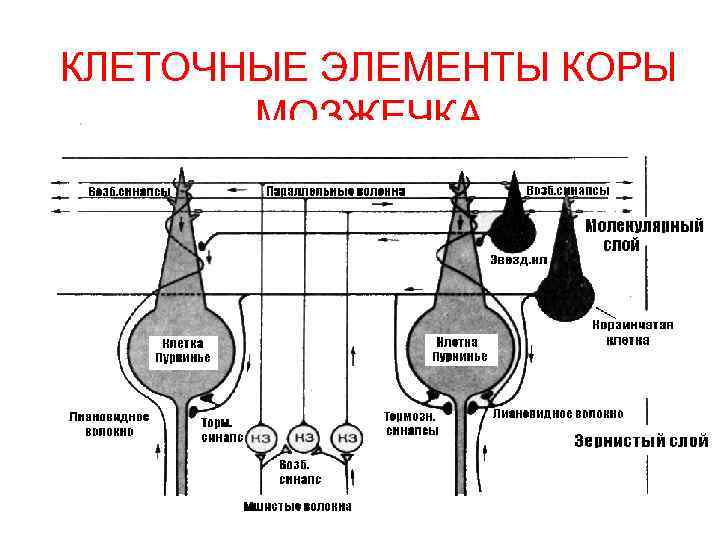 КЛЕТОЧНЫЕ ЭЛЕМЕНТЫ КОРЫ МОЗЖЕЧКА 