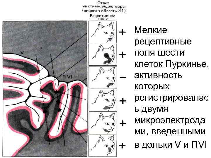 Мелкие рецептивные поля шести клеток Пуркинье, активность которых регистрировалас ь двумя микроэлектрода ми, введенными
