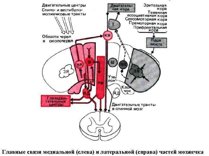 Главные связи медиальной (слева) и латеральной (справа) частей мозжечка 