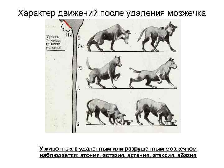 Характер движений после удаления мозжечка У животных с удаленным или разрушенным мозжечком наблюдается: атония,