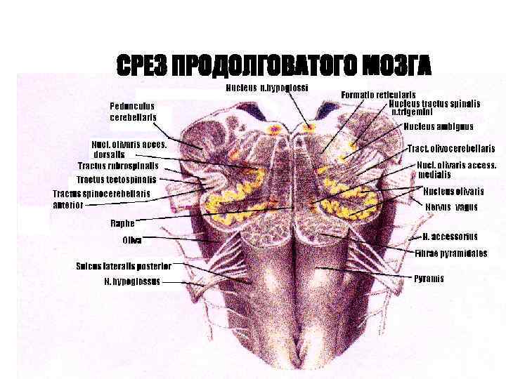 Поперечный срез продолговатого мозга схема