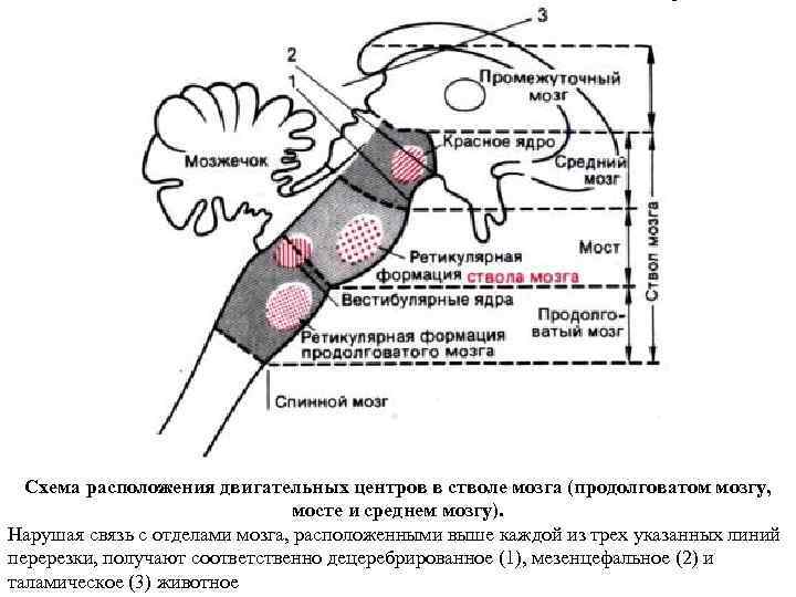 Схема расположения двигательных центров в стволе мозга (продолговатом мозгу, мосте и среднем мозгу). Нарушая