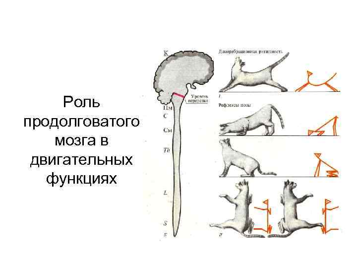 Роль продолговатого мозга в двигательных функциях 