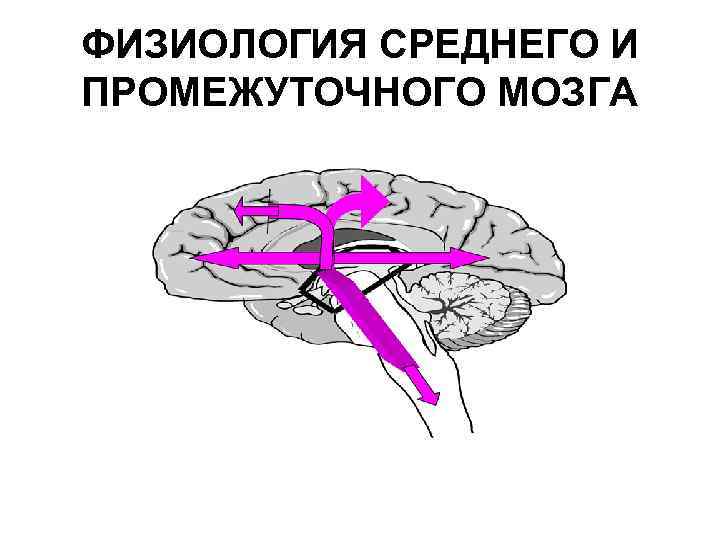 ФИЗИОЛОГИЯ СРЕДНЕГО И ПРОМЕЖУТОЧНОГО МОЗГА 