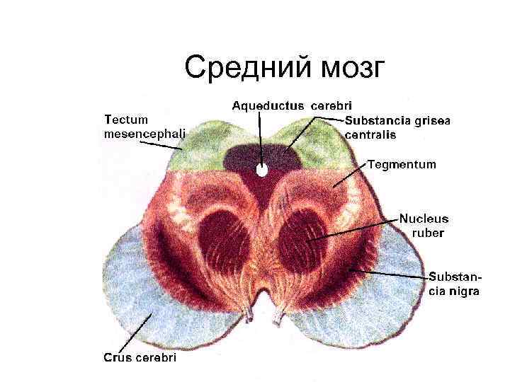 Средний мозг 
