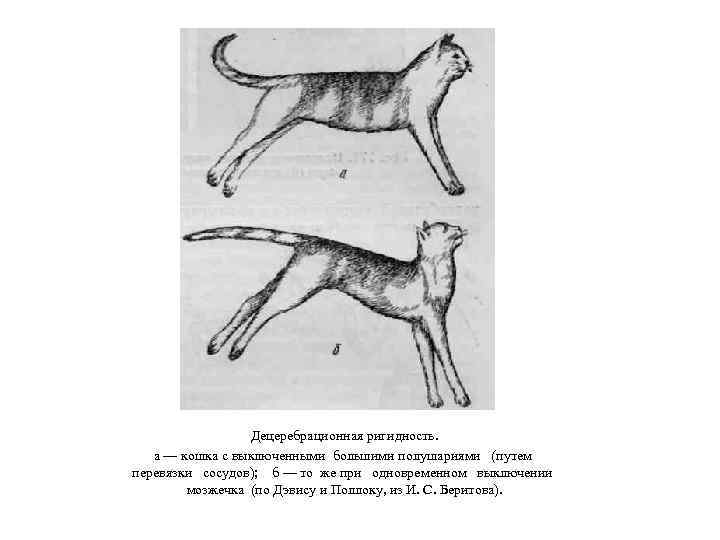 Децеребрационная ригидность. а — кошка с выключенными большими полушариями (путем перевязки сосудов); б —