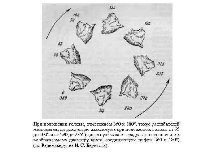 При положении головы, отметенном 360 и 180°, тонус разгибателей минимален; он дохо дитдо. максимума