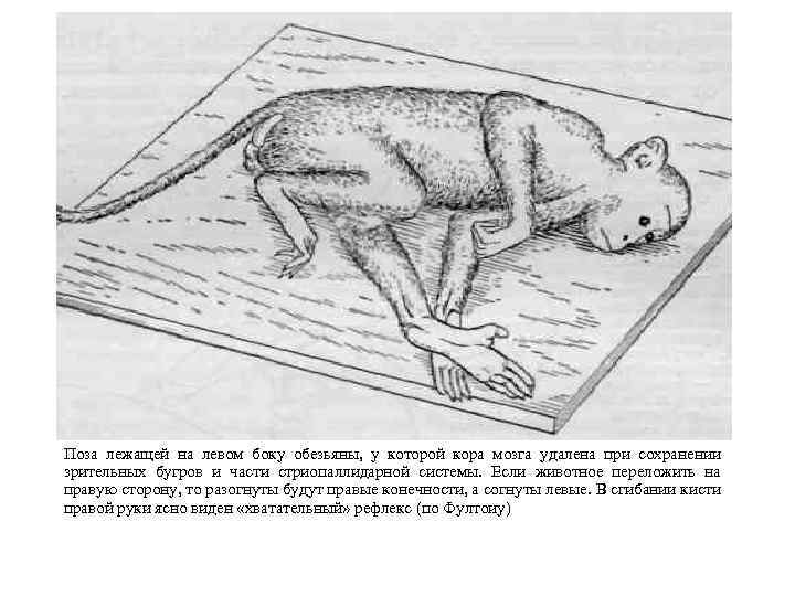 Поза лежащей на левом боку обезьяны, у которой кора мозга удалена при сохранении зрительных