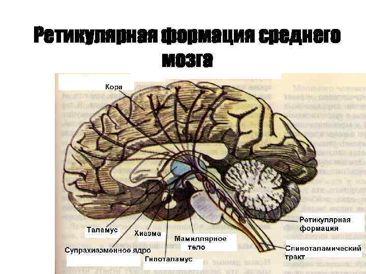 Ретикулярная формация среднего мозга 