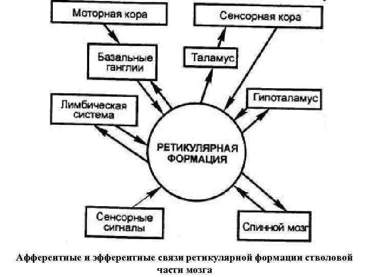 Афферентные и эфферентные связи ретикулярной формации стволовой части мозга 