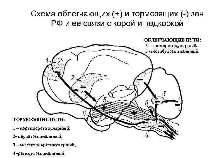 Схема облегчающих (+) и тормозящих (-) зон РФ и ее связи с корой и
