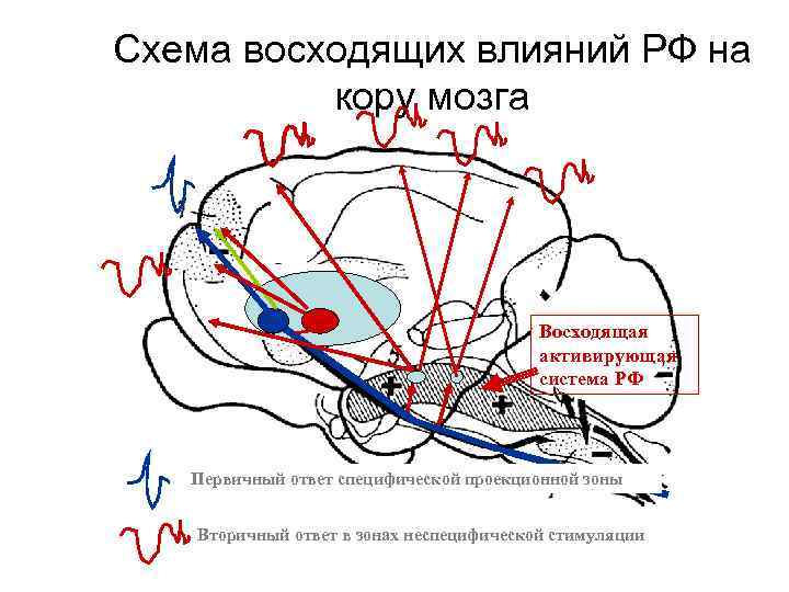 Схема восходящих влияний РФ на кору мозга Восходящая активирующая система РФ Первичный ответ специфической