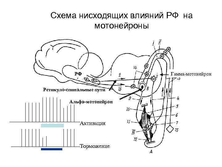 Схема нейрофизиологического механизма сеченовского торможения