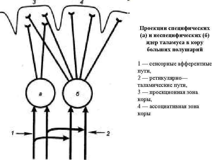 Проекции специфических (а) и неспецифических (б) ядер таламуса в кору больших полушарий 1 —