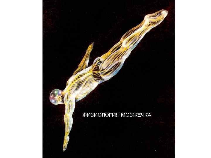 ФИЗИОЛОГИЯ МОЗЖЕЧКА 