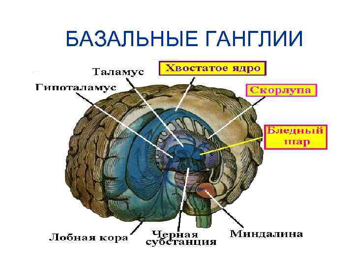 Базальные ганглии фото