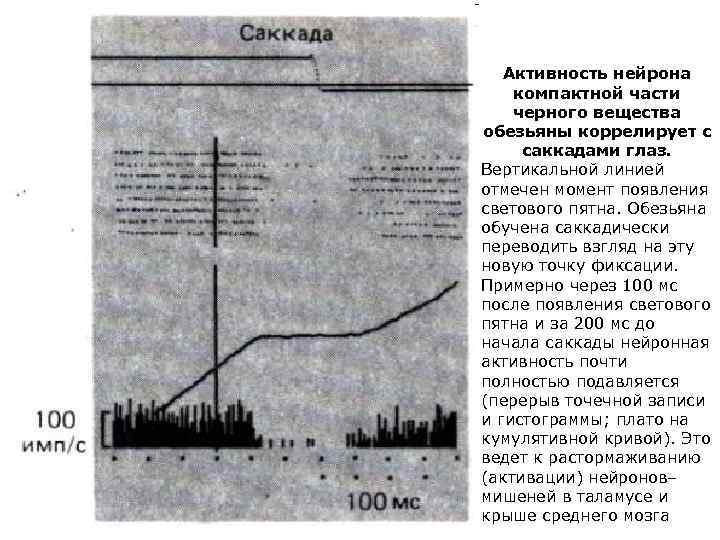 Активность нейрона компактной части черного вещества обезьяны коррелирует с саккадами глаз. Вертикальной линией отмечен