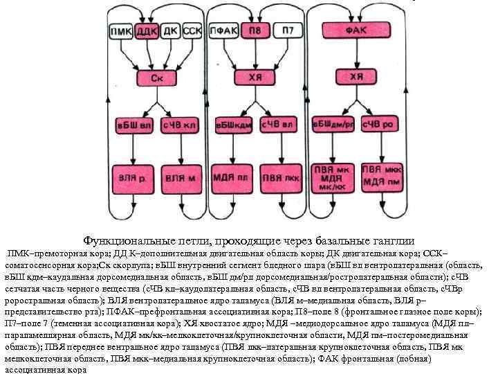 Функциональные петли, проходящие через базальные ганглии ПМК–премоторная кора; ДД К–дополнительная двигательная область коры; ДК