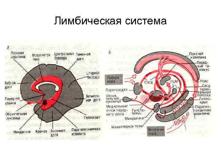 Базальные ганглии фото