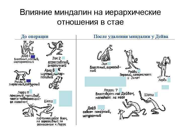 Влияние миндалин на иерархические отношения в стае До операции После удаления миндалин у Дейва