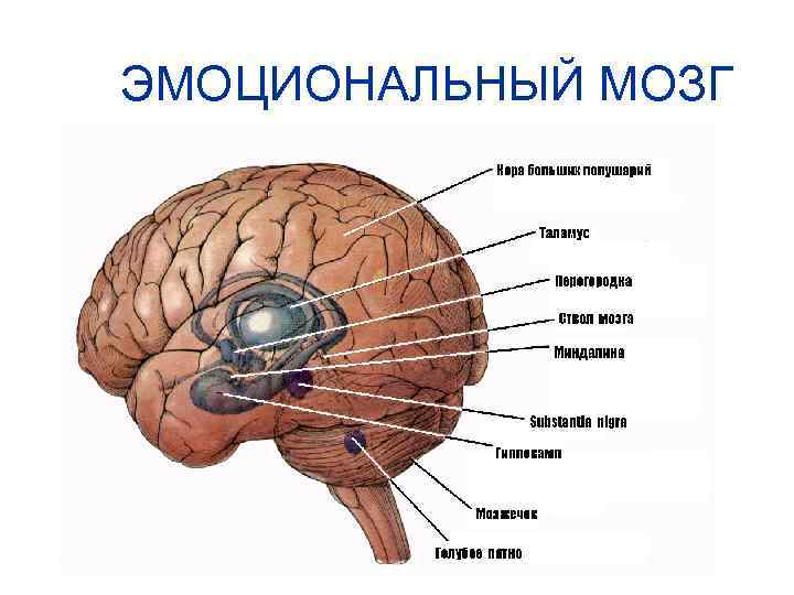 ЭМОЦИОНАЛЬНЫЙ МОЗГ 