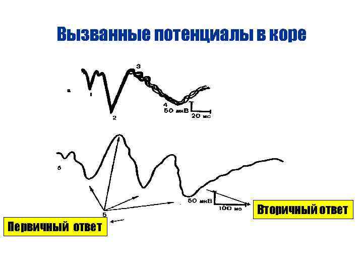 Вызванные потенциалы в коре Вторичный ответ Первичный ответ 