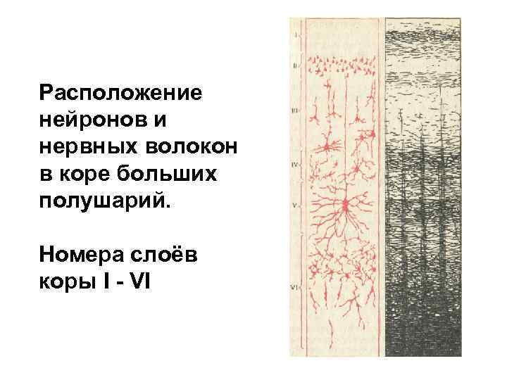Расположение нейронов и нервных волокон в коре больших полушарий. Номера слоёв коры I -