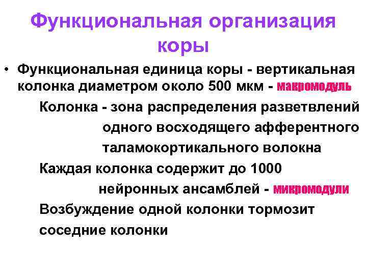 Функциональная организация коры • Функциональная единица коры - вертикальная колонка диаметром около 500 мкм