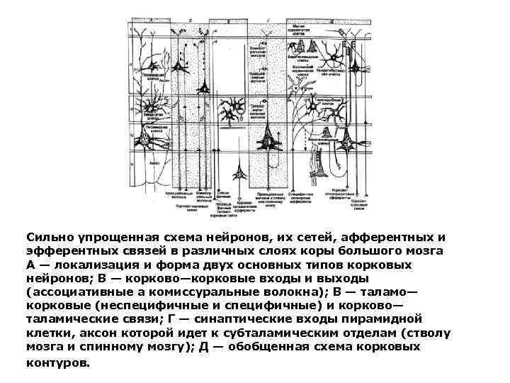 Сильно упрощенная схема нейронов, их сетей, афферентных и эфферентных связей в различных слоях коры