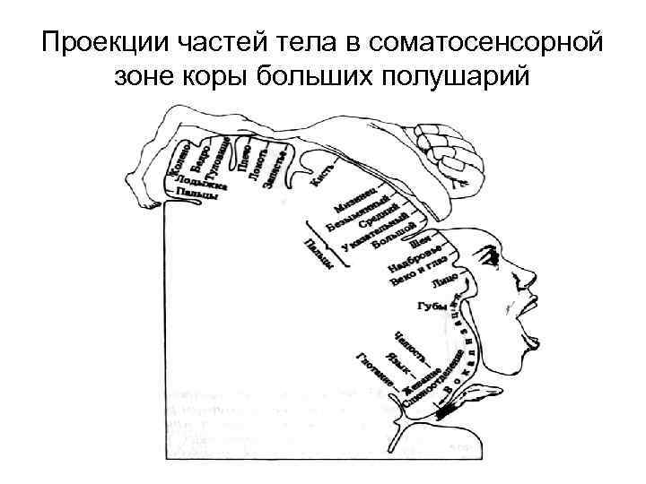Проекции частей тела в соматосенсорной зоне коры больших полушарий 