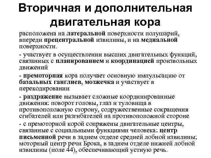 Вторичная и дополнительная двигательная кора расположена на латеральной поверхности полушарий, впереди прецентральной извилины, и