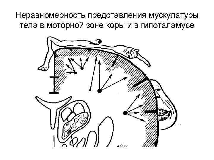 Неравномерность представления мускулатуры тела в моторной зоне коры и в гипоталамусе 
