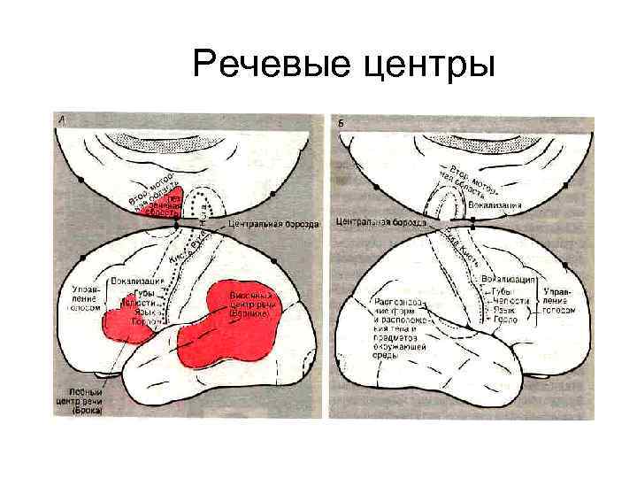 Речевые центры 