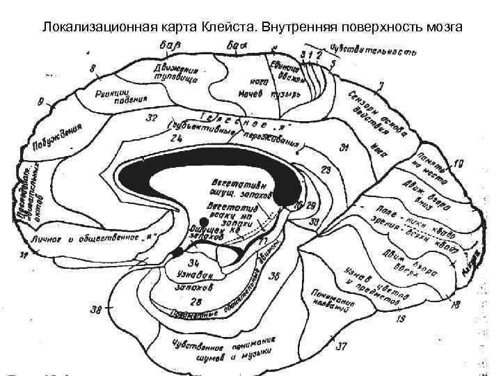 Локализационная карта Клейста. Внутренняя поверхность мозга 