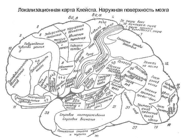 Локализационная карта Клейста. Наружная поверхность мозга 