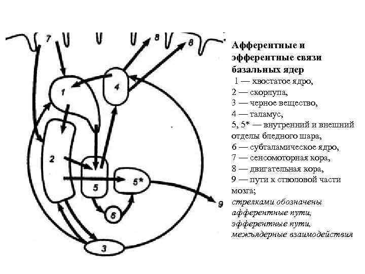 Афферентные и эфферентные связи базальных ядер 1 — хвостатое ядро, 2 — скорлупа, 3