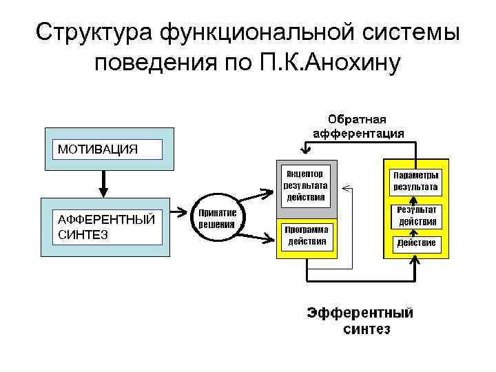Структура функциональной системы поведения по П. К. Анохину МОТИВАЦИЯ МОТИ ВАЦИЯ АФФЕРЕНТНЫЙ СИНТЕЗ 