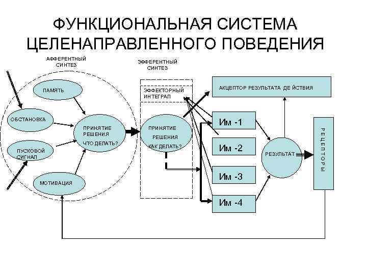 ФУНКЦИОНАЛЬНАЯ СИСТЕМА ЦЕЛЕНАПРАВЛЕННОГО ПОВЕДЕНИЯ АФФЕРЕНТНЫЙ СИНТЕЗ ПАМЯТЬ ЭФФЕРЕНТНЫЙ СИНТЕЗ ЭФФЕКТОРНЫЙ ИНТЕГРАЛ ОБСТАНОВКА ЧТО ДЕЛАТЬ?