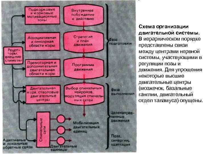 Схема организации двигательной системы. В иерархическом порядке представлены связи между центрами нервной системы, участвующими