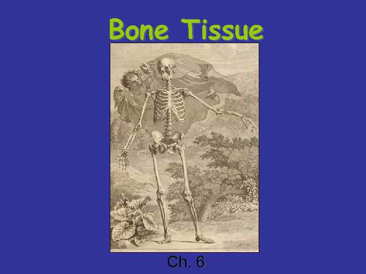 Bone Tissue Ch. 6 