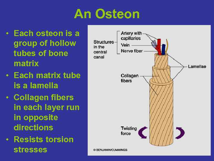 An Osteon • Each osteon is a group of hollow tubes of bone matrix