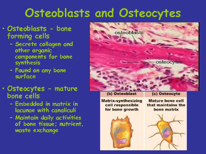 Osteoblasts and Osteocytes • Osteoblasts - bone forming cells – Secrete collagen and other