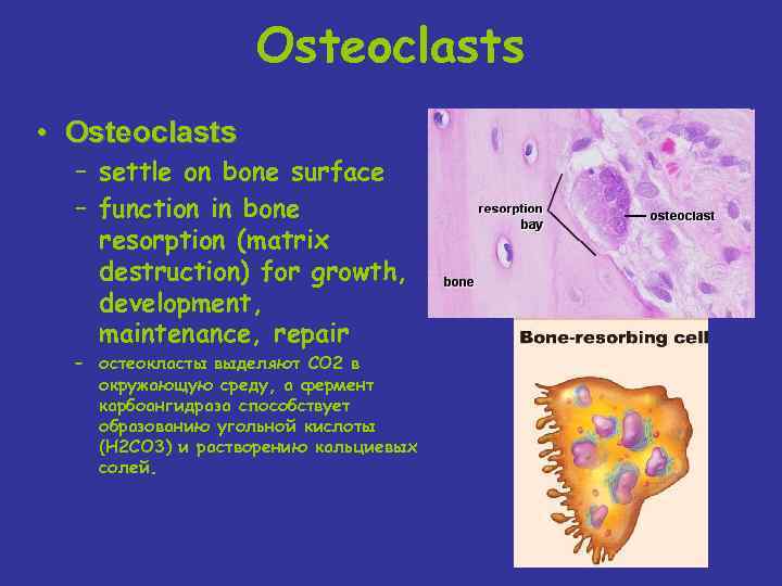 Osteoclasts • Osteoclasts – settle on bone surface – function in bone resorption (matrix