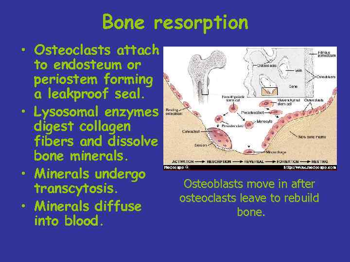 Bone resorption • Osteoclasts attach to endosteum or periostem forming a leakproof seal. •