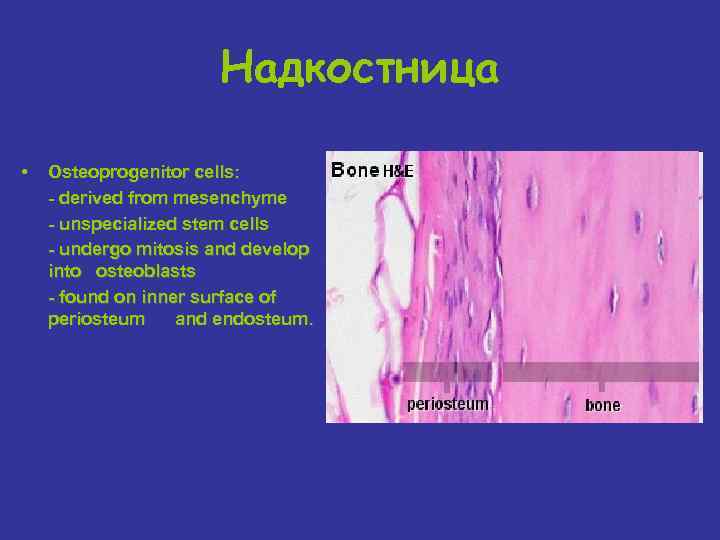 Надкостница • Osteoprogenitor cells: - derived from mesenchyme - unspecialized stem cells - undergo