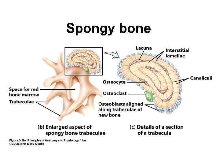 Spongy bone 