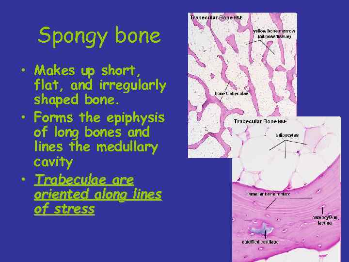 Spongy bone • Makes up short, flat, and irregularly shaped bone. • Forms the