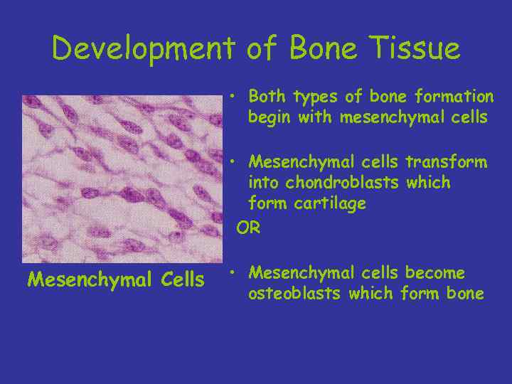 Development of Bone Tissue • Both types of bone formation begin with mesenchymal cells