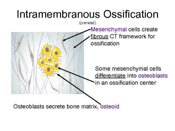Intramembranous Ossification (prenatal) Mesenchymal cells create fibrous CT framework for ossification Some mesenchymal cells